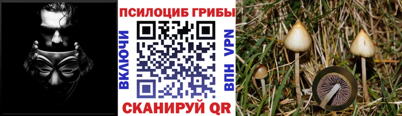 купить наркоту  Окуловка  Псилоцибиновые грибы Magic Shrooms 